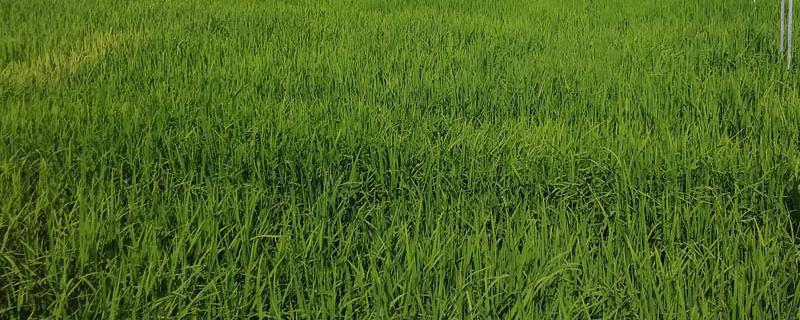 旱直播水稻种植技术，需要用多少种子
