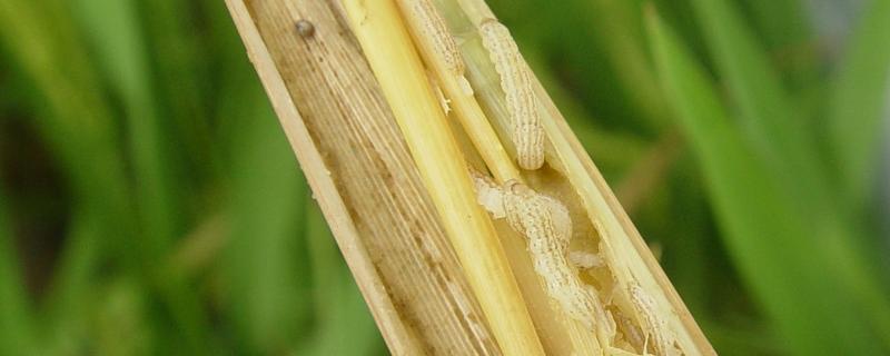 打水稻钻心虫最佳时候，附危害症状 打水稻钻心虫用什么药