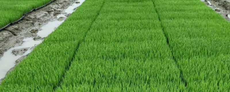 水稻从育苗到成熟的全过程，附水稻育苗的催芽方法要点
