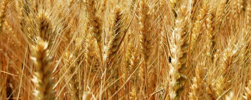 稷麦336小麦品种产量，附简介