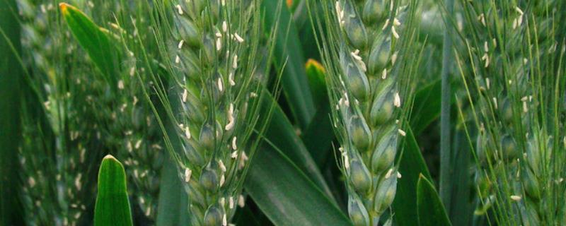 河农827小麦特征表现，附简介 河农6119小麦品种特性