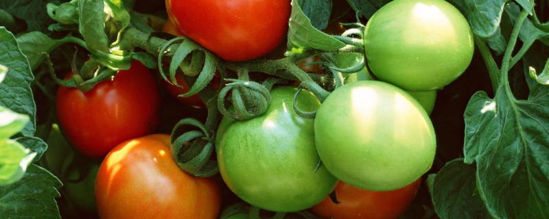 西红柿烂顶是什么原因造成的，有什么土办法防治吗