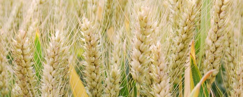 山农40小麦品种特征与产量（山农30小麦特征及产量）