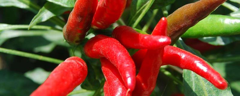 小米椒种植方法与技术什么蔬菜好种植又好管理? 小米椒种植方法与技术