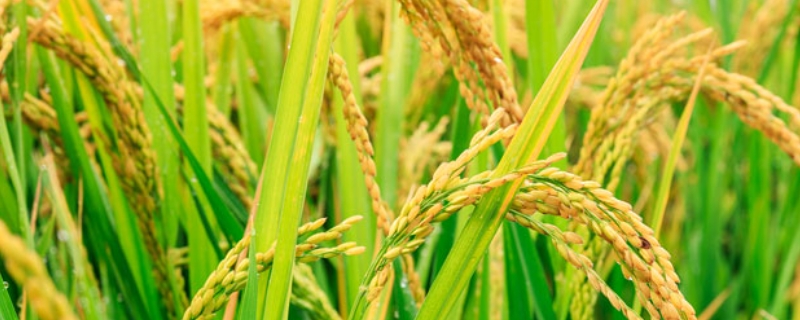 水稻苗床病害，硫酸铜对水稻秧苗有害吗
