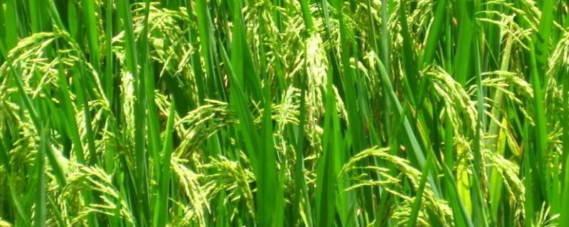 异恶草松水稻注意事项，对后茬作物有影响吗