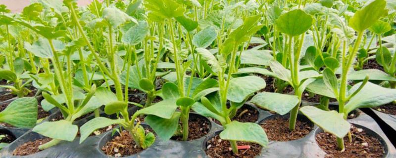 西瓜怎样育苗，西瓜育苗用什么肥料 西瓜怎样育苗,西瓜育苗用什么肥料