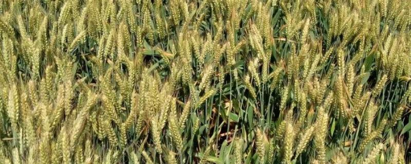 淮麦33小麦品种介绍（淮麦33品种特征）