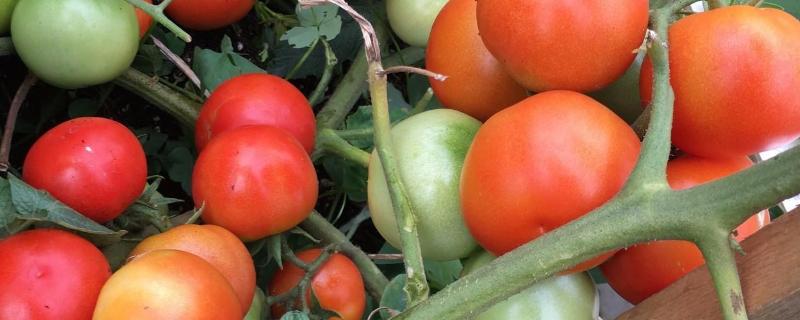 西红柿的栽培种植技术，附管理方法 西红柿的栽培技术与田间管理