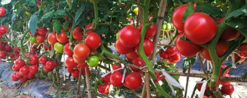 西红柿全程种植技术，附管理方法（西红柿种植的方法及注意事项）