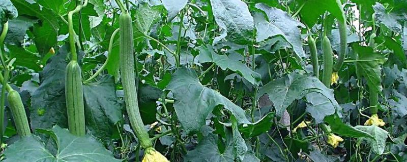 种植丝瓜技术，种植多少天施肥 丝瓜种多长时间结果