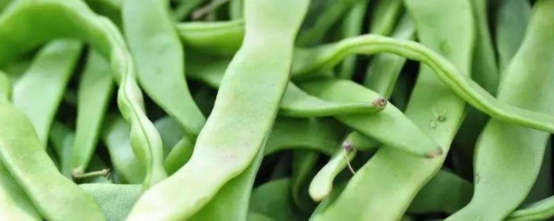 芸豆高产种植技术与管理，附叶片常见病害及防治