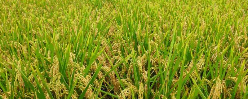 龙洋16水稻成熟天是多少天，附简介（龙洋16水稻品种生育期）