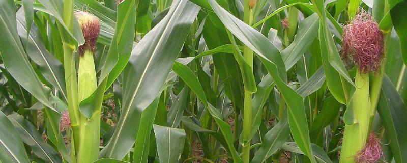 玉米怎样施肥最正确，附施肥时间 玉米怎样施肥效果好