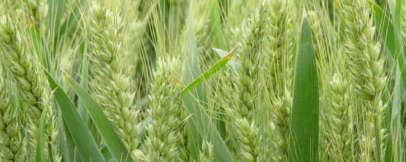 菏麦25小麦品种介绍（菏麦24小麦种简介）