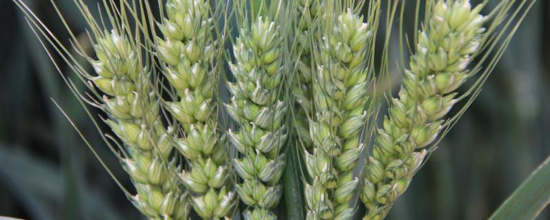 良星68小麦品种介绍 良星68小麦品种审定公告