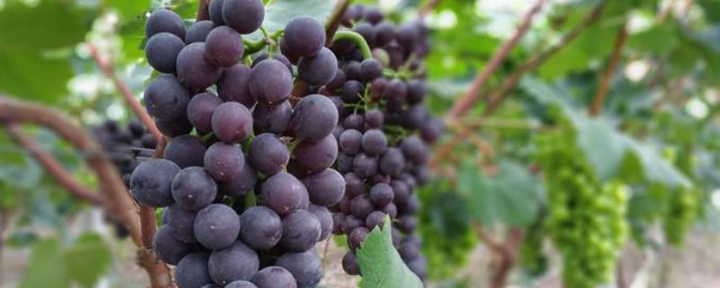 甲哌鎓在葡萄上使用浓度，附使用注意事项