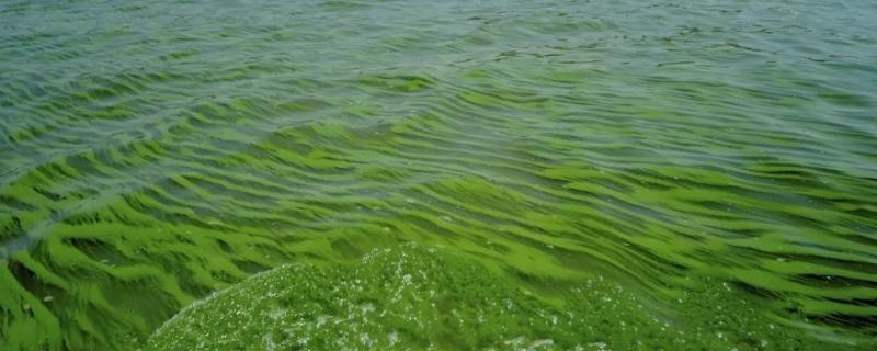 蓝藻爆发的原因及危害，改如何处理（蓝藻大量爆发会导致什么现象）