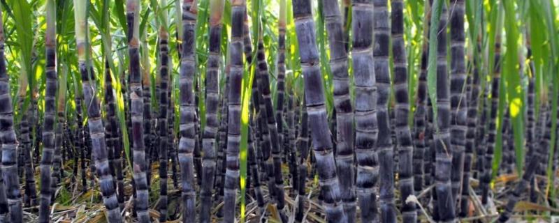 甘蔗种植方法和技术，种植多久可以上市