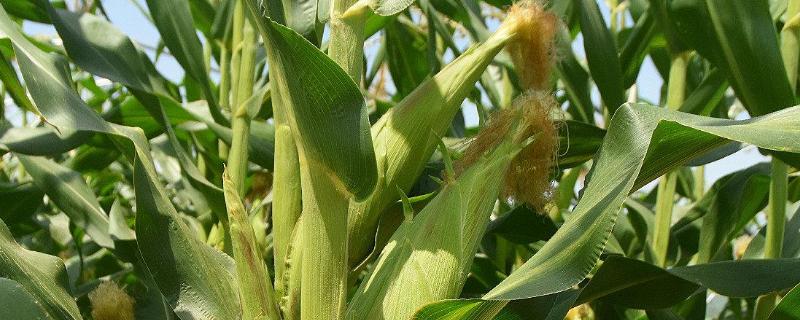 黑龙江2350积温的玉米品种（适合黑龙江第四积温带种植的玉米品种）