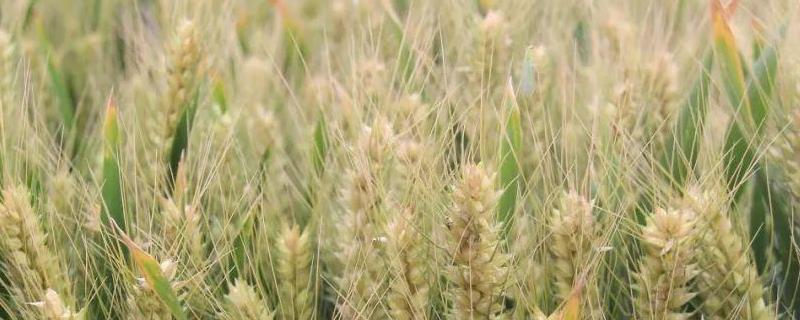 平安11号小麦品种介绍 平安11号小麦种简介