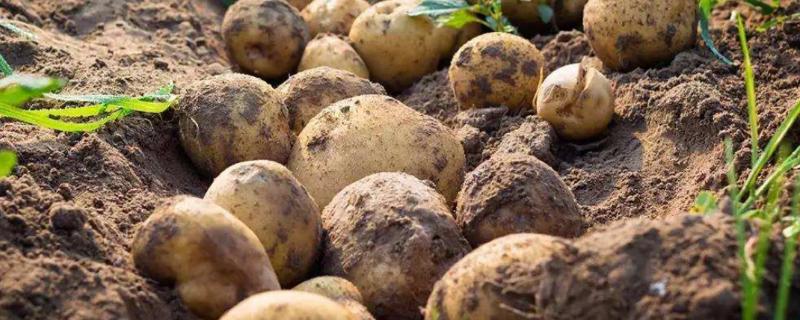 土豆产量亩产量多少，如何提高土豆的产量