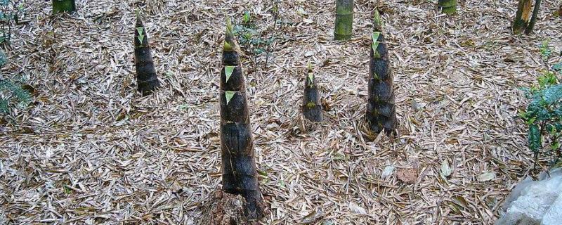 竹笋的种植方法和时间，种植前景如何