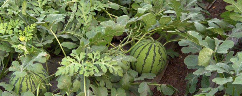 露地西瓜的株距和行距，附露地西瓜的种植方法