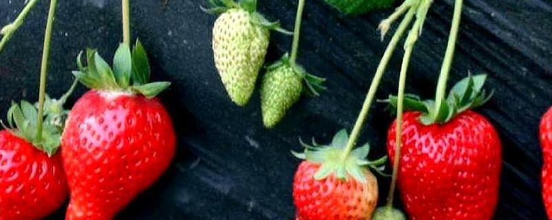 特高产的草莓品种，草莓怎么种植 高产草莓品种介绍