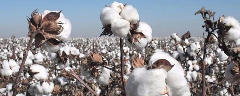 棉花品种有哪些 棉花种子品种有哪些