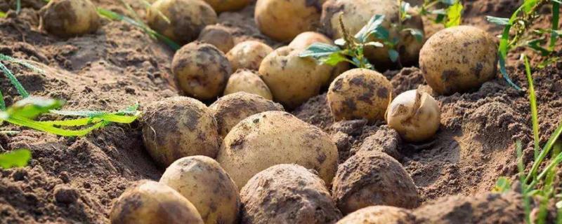 土豆的管理与施肥 土豆主要施什么肥