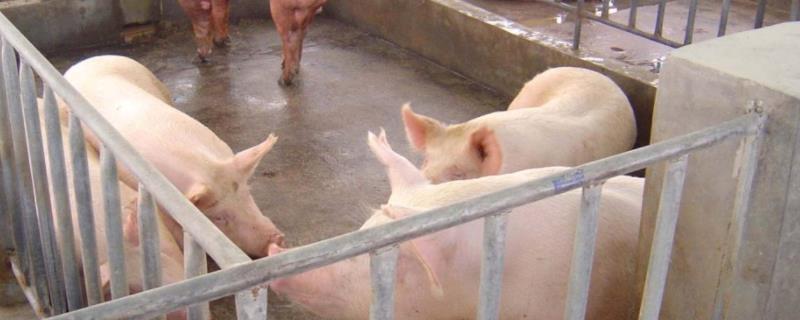 农村简单猪栏建法，猪栏用什么消毒液较好