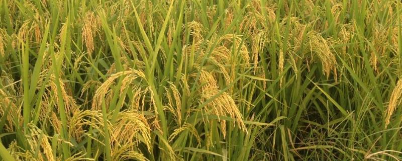 水稻的种类（水稻的种类有哪几种米）