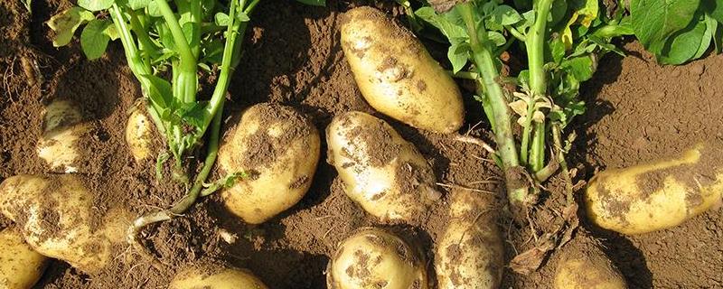 马铃薯的种植技术，附组织培养步骤 马铃薯的种植过程是什么