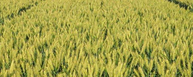 中育1123小麦品种 中育1123小麦品种图片