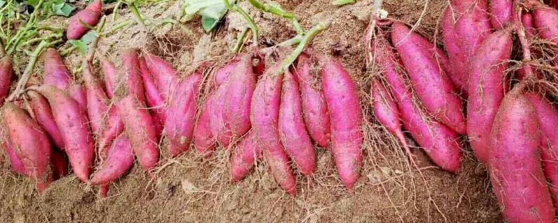 西瓜红红薯栽培技术（西瓜红红薯种植技术）