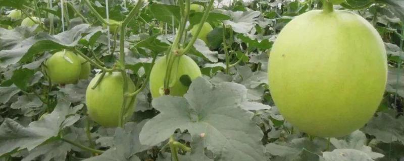 菜瓜种植技术与管理方法 菜瓜栽培技术要点