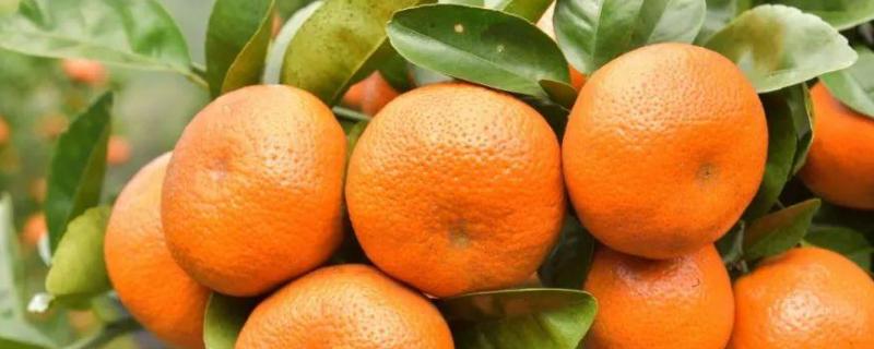 柑橘褐斑病图片及防治，附症状 柑橘褐斑病防治技术