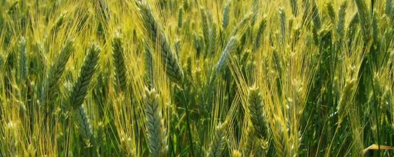 小麦种子可以种几年，可留种几代 小麦能种几代