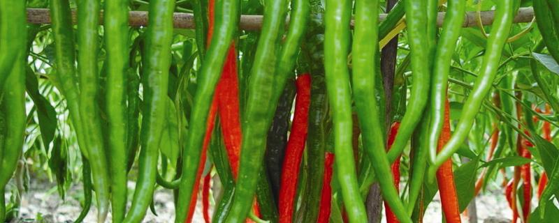 辣椒的生长条件，几个月可以收获 辣椒的生长时间是几个月