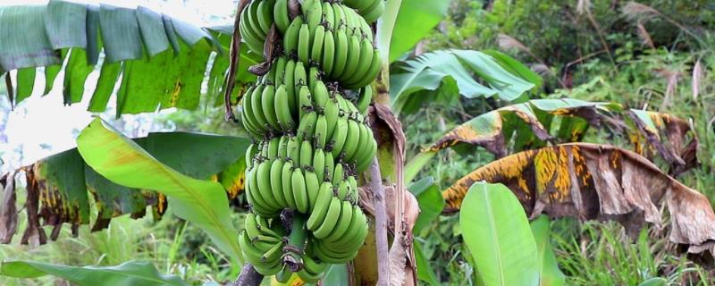 香蕉种植管理技术 香蕉树栽培技术