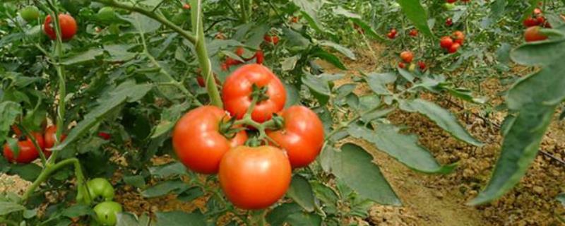 番茄如何种植，对温度有什么要求（番茄如何种植,对温度有什么要求呢）