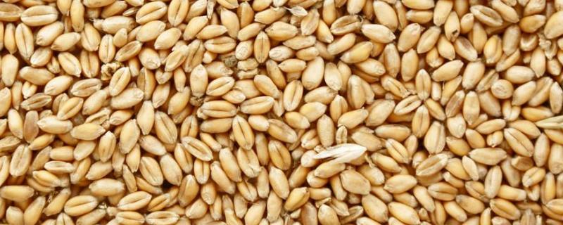 小麦种子泡多久，什么时候种 小麦种子需要浸泡吗