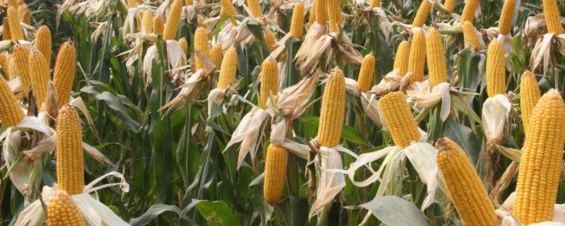 富民105玉米种子特征特性，附简介 富民105玉米品种介绍视频