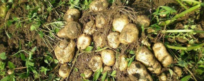 土豆用什么肥料高产，土豆怎么种植 土豆用啥肥料种增产