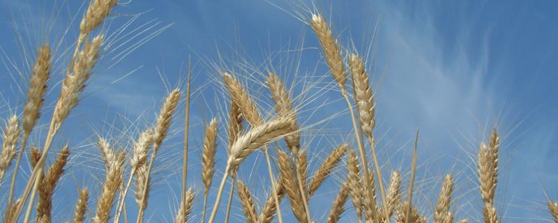垦星5号小麦品种 垦星5号小麦品种图片