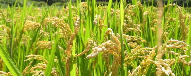 旱稻一亩收多少斤，附种植技术（旱稻一亩收多少斤谷子）