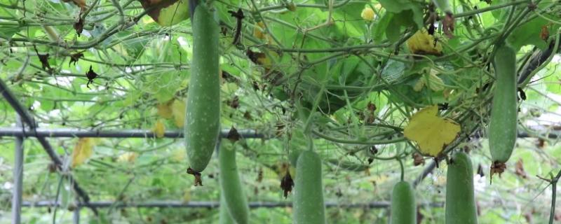 如何使节瓜多结瓜，种植多久可收获 节瓜怎么种才多瓜