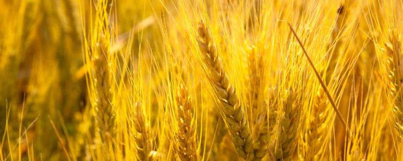 艾麦24小麦品种特征特性