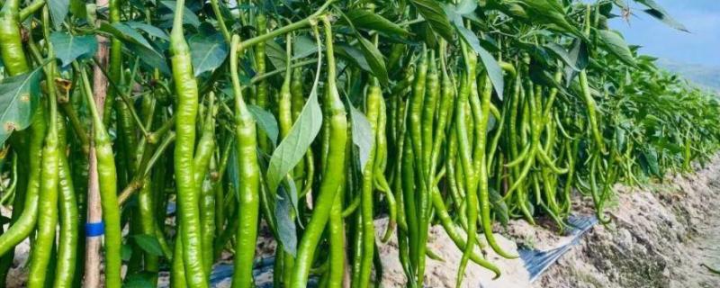 线椒的种植与管理，每亩的产量和利润大概有多少